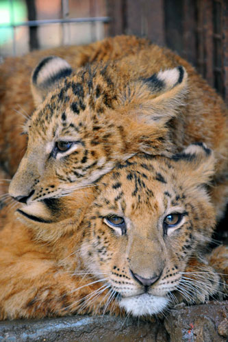 Endangered tigers: CHINA-HAINAN-LIGER CUBS-ADULT (CN)