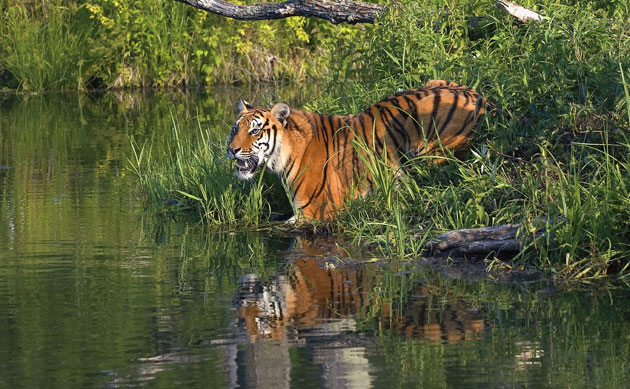 Endangered tigers: A Bengal tiger at a river bank, India