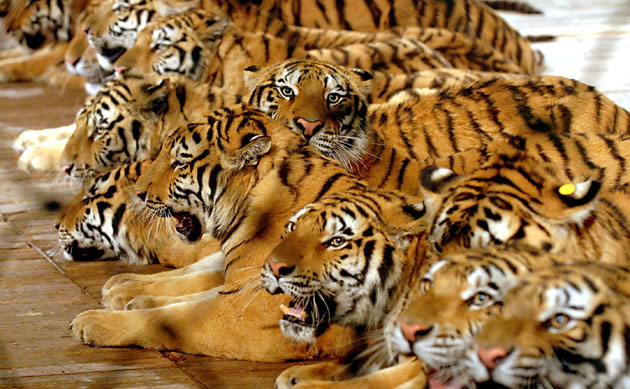 Endangered tigers: Tigers face starvation, Xiongsen Bear and Tiger Park, Guilin, China - 2007