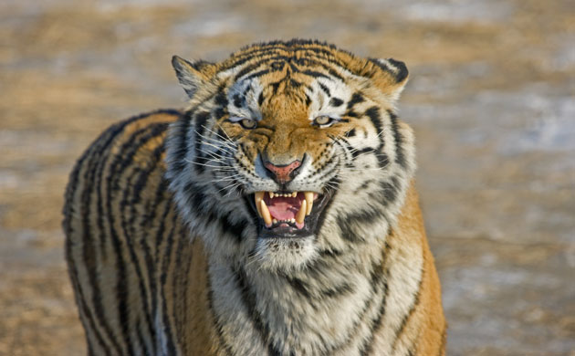 Endangered tigers: Siberian Tiger on snow, Heilongjiang Province, China