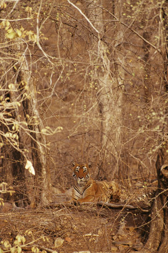 Tigers In Camouflage