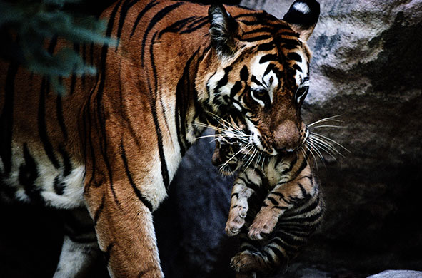 Endangered tigers: An Bengal tigress moves her cubs, India