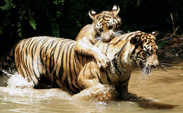 Endangered tigers: Sumatran tiger plays her cub in Ragunan zoo, Jakarta