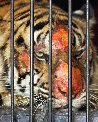 Endangered tigers: Sumatran tiger at the Safari Park in Cisarua, Indonesia