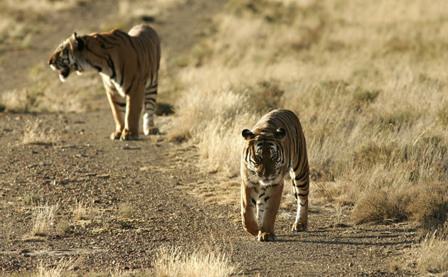 Endangered tigers: South China tigers roam at David Tang Tiger Breeding Center 