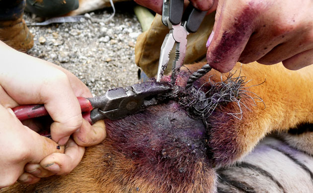 Endangered tigers: Injured Malayan tiger by a poachers snare, Malaysia