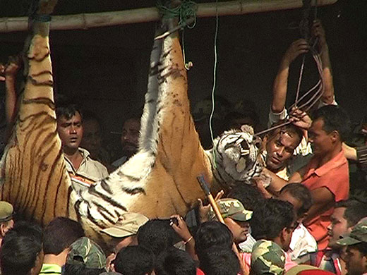 Endangered tigers: dead Bengal tiger