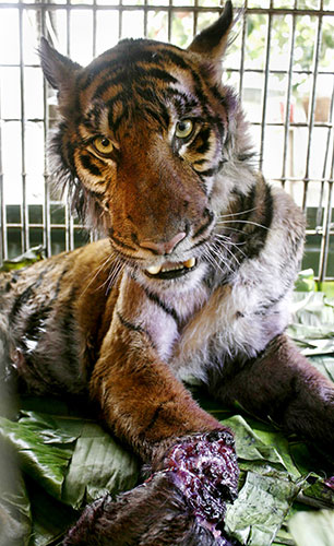 Endangered tigers: A female Sumatran tiger with a wounded leg inside a cage, Banda , Indonesia