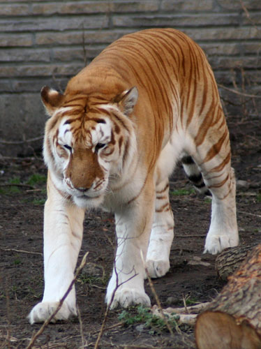 Endangered tigers: A golden tiger at the Buffalo Zoo