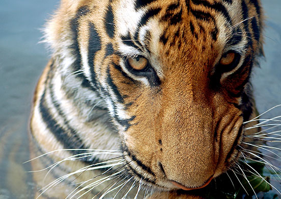 Endangered tigers: Indochinese tiger (Panthera tigris corbetti)