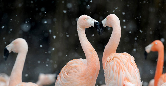 24 hours in pictures: Germany: Flamingos brave the elements