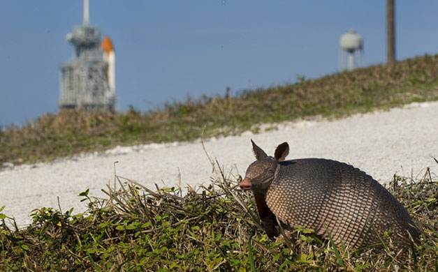 Week in wildlife: An armadillo in Cape Canaveral, Florida