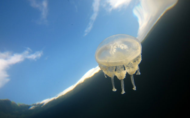 Week in wildlife: a stingless jellyfish swims in a lake in Surigao, Philippines