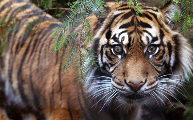 Week in wildlife: A Sumatran tiger at Edinburgh Zoo