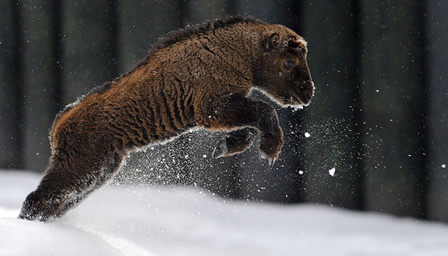 Week in wildlife: One of three new-born endangered golden takin (budorcas taxicolor bedfordi)