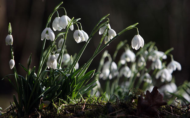 Week in wildlife: Snowdrops flower at Anglesey Abbey