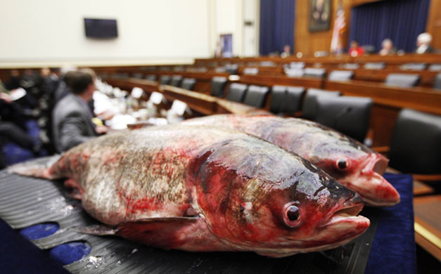 Week in wildlife: Two Asian carp on Capitol Hill in Washington