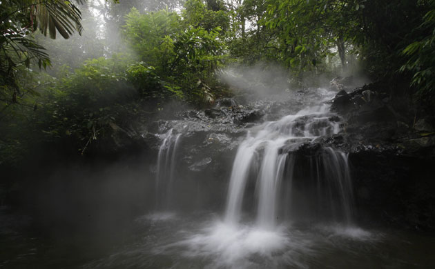 Week in wildlife:  protected forest at the Welirang mountain in Malang, Indonesia