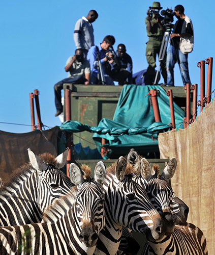 Week in wildlife: Wild Zebra Relocation due to drought, in Nakuru, Kenya