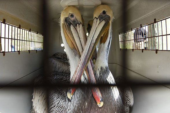 Week in wildlife: California brown pelicans save by IBRRC