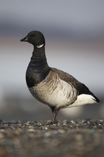 Week in wildlife: light-bellied brent goose,  Lindisfarne National Nature Reserve