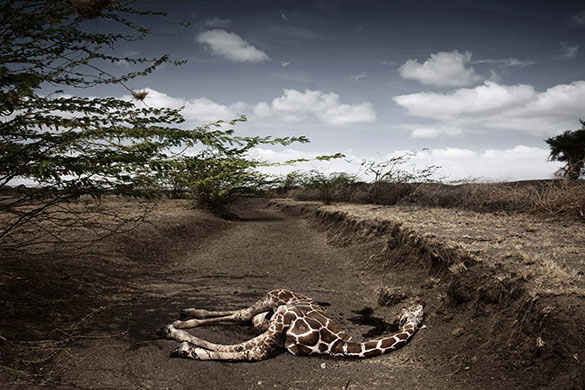 Week in Wildlife: a giraffe killed by drought in northeast Kenya
