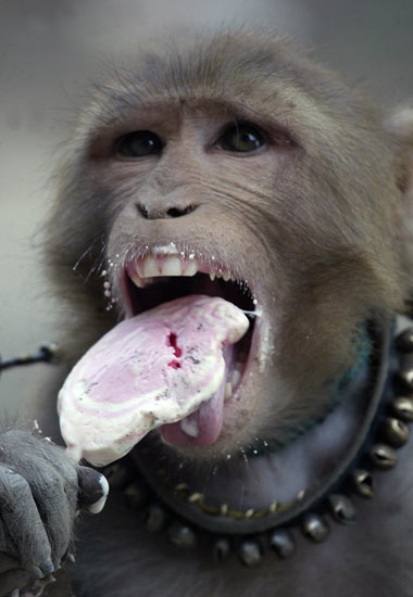 monkey eating nuts