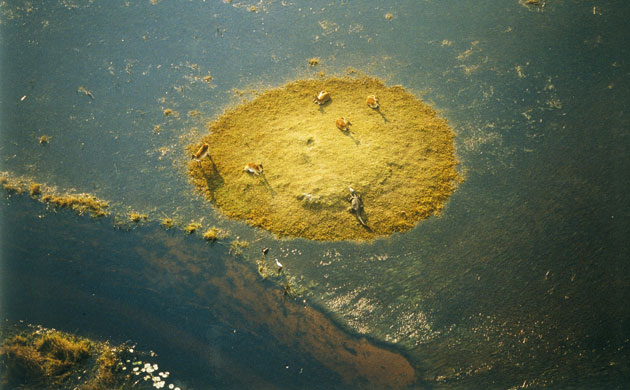 Okavango Delta:  A crocodile among lechwe