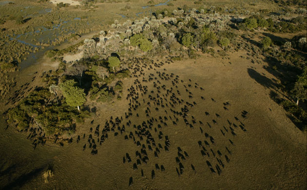 Okavango Delta: African Buffalo (Syncerus caffer)
