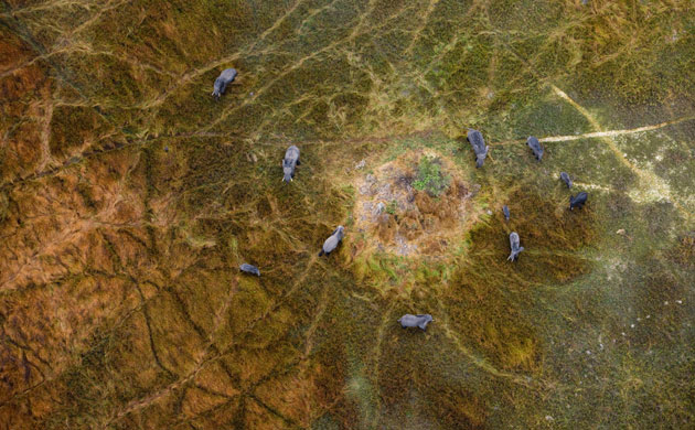 Okavango Delta: An aerial view of elephants around an island in grassland.