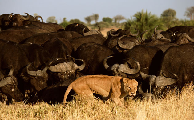 Okavango Delta: A lioness retreats before a large group of Cape buffalo.