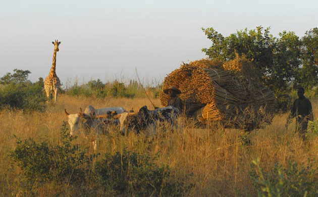 Giraffe:  West African Giraffe or Nigerian Giraffe in Niger