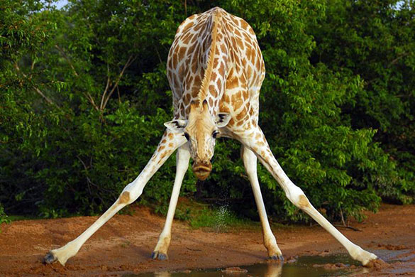 Giraffe:  West African Giraffe or Nigerian Giraffe in Niger