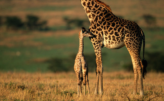 Giraffe: Masai Giraffe (Giraffa Camelopardalis Tippelskirchi) And Young