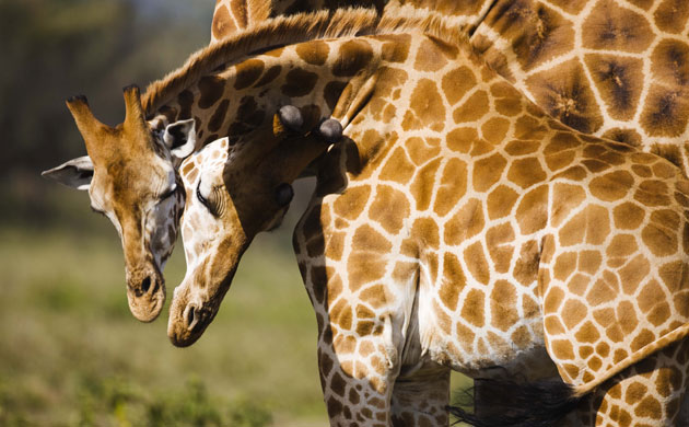 Giraffe: Rothschild Giraffe or Baringo Giraffe or Ugandan Giraffe