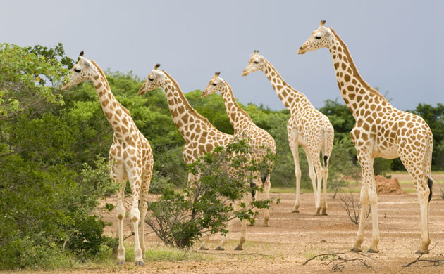 are giraffes endangered