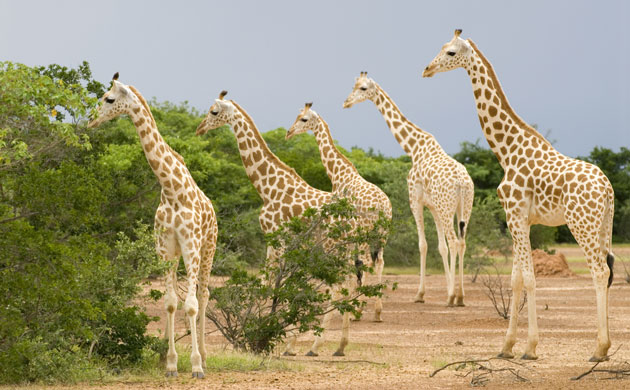 Giraffe From Africa