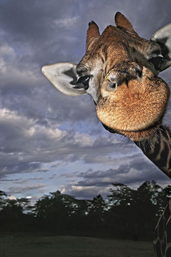 Giraffe: Close-up of a Rothschild giraffe