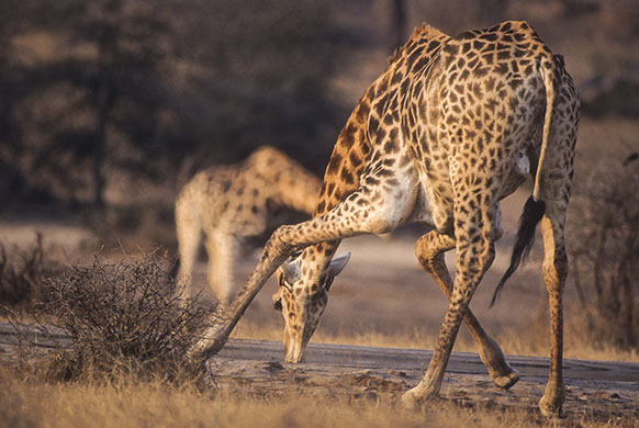 Giraffe: South African Giraffe 