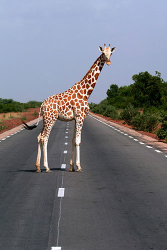 Giraffe: Nigerian giraffe