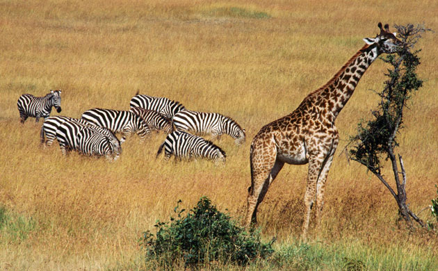 Giraffe: Masai Giraffe (Giraffa camelopardalis tippelskirchi) 