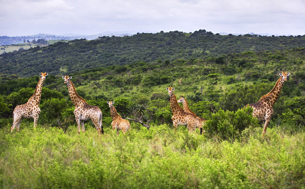 Giraffe: Giraffes (Giraffa camelopardalis) in South Africa