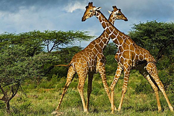 Giraffe: Two male Rothschild giraffes square off in a fight for local dominance