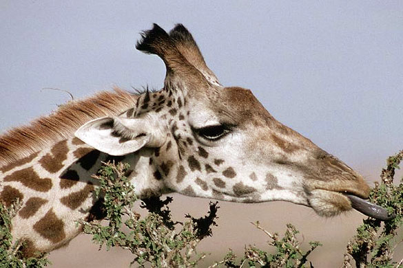 Giraffe:  A Masai giraffe chews on an acacia branch