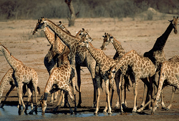 Giraffe: Angolan Giraffes at Water Hole