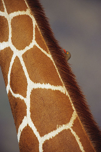 Giraffe: Oxpecker on Neck of Reticulated giraffe