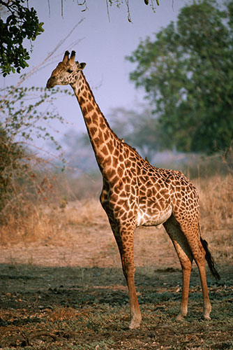 Giraffe: Thornicroft's giraffe or Rhodesian Giraffe