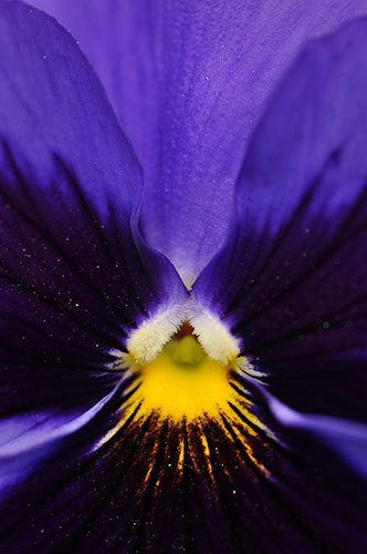 24 Hours in Pictures: A detail of a pansy flower at the Mughal Gardens of the Presidential Palac