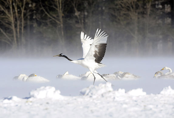 24 hours: Akan, Japan: A Japanese red-crowned crane takes off