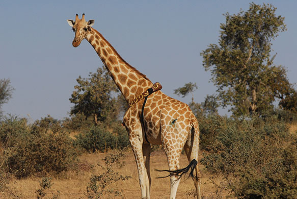 Giraffe GPS: West African giraffe GPS collar